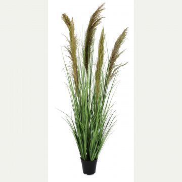 BIZZOTTO - PIANTA CARINE PAMPAS VERDE MARRONE CON VASO H145