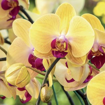 ORVITAL - CONCIME LIQUIDO ORCHIDEE 570 G