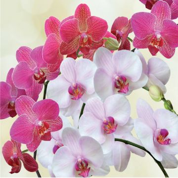 ORVITAL - CONCIME LIQUIDO ORCHIDEE 570 G
