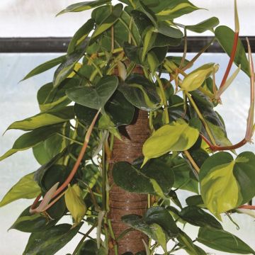 VERDELOOK - BASTONE MUSCHIATO H.150